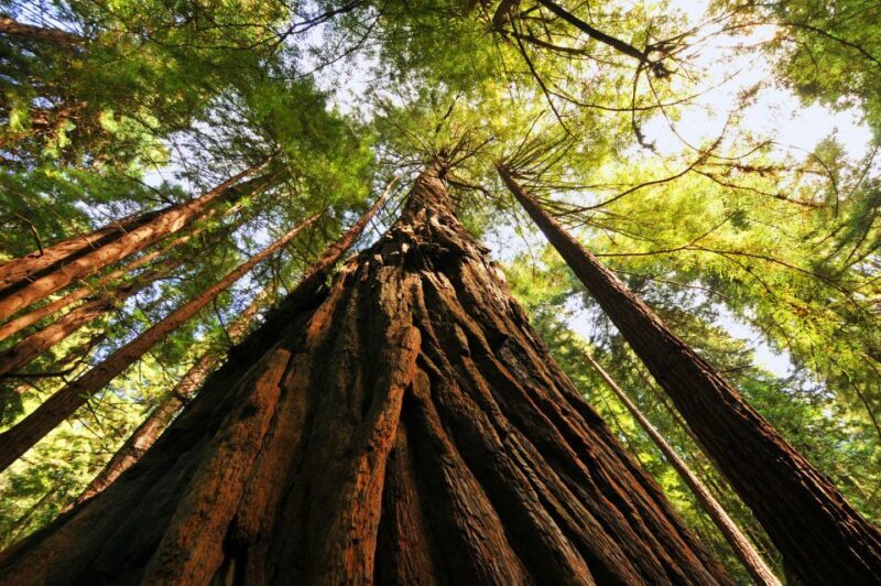 San Francisco: Private Muir Woods and Sausalito Tour - Final Thoughts
