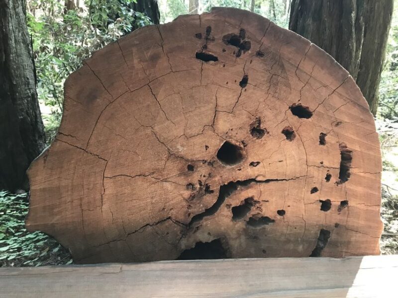 San Francisco: Private Muir Woods and Sausalito Tour - FAQ
