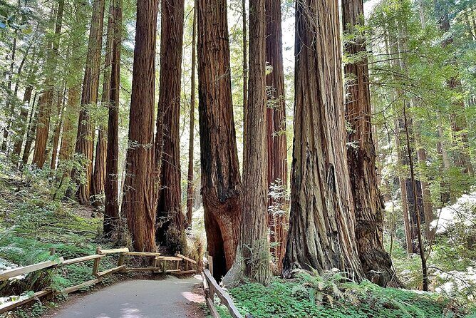 San Francisco, Redwoods & Sausalito: A Scenic Small-Group Escape - An In-Depth Look at the Tour Experience