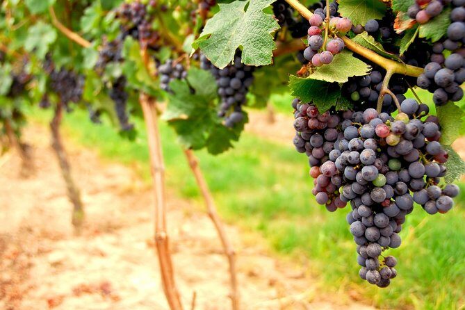 San Francisco Shore Excursion: Napa & Sonoma Full-Day Wine Tour - The Itinerary Breakdown: What to Expect