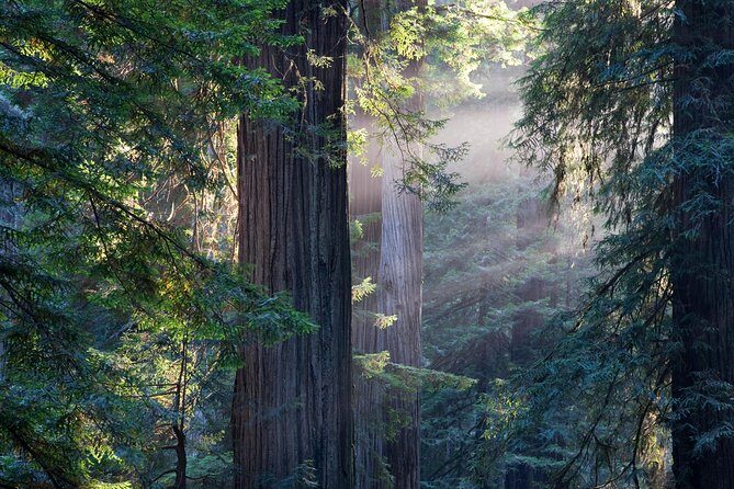 San Francisco Super Saver: Grand City Tour plus Muir Woods & Sausalito Day Trip - Neighborhoods and City Views