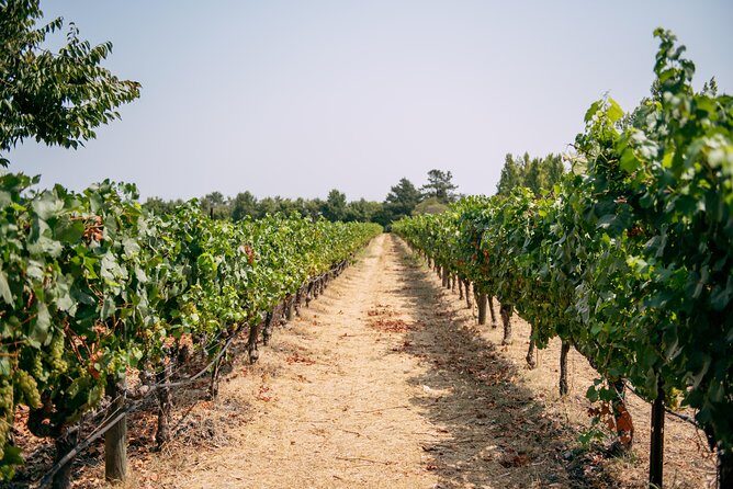 San Francisco Super Saver: Muir Woods & Wine Country w/ optional Gourmet Lunch - Final Thoughts