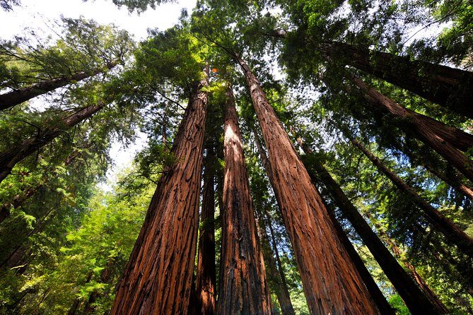 San Francisco to Muir Woods Shuttle - The Sum Up: Who Will Love This Tour?
