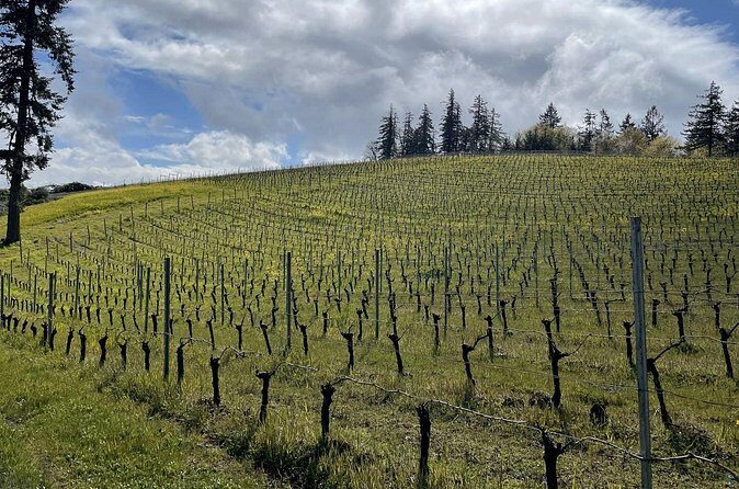 San Francisco Wine Country Tour in EV VW Van - Final Thoughts