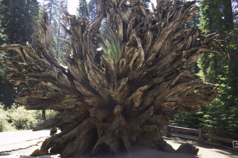 San Francisco: Yosemite, Las Vegas, Bryce & Zion, 6-Day Tour - The Practicalities: What You Need to Know