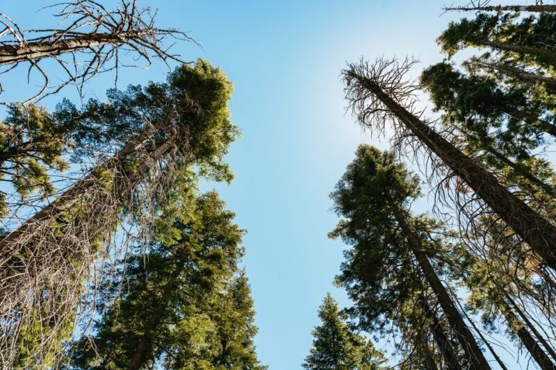 San Francisco: Yosemite National Park & Giant Sequoias Hike - The Sum Up