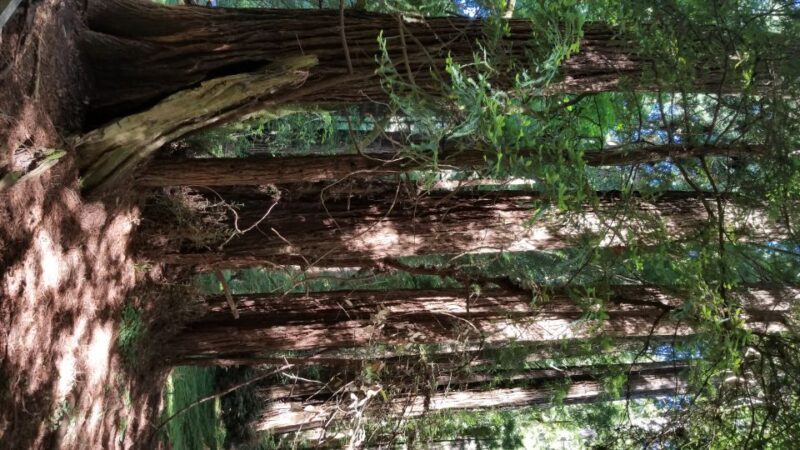 San Fransico: Muir Woods & Marin Headlands Private Tour - Who Will Love This Tour?