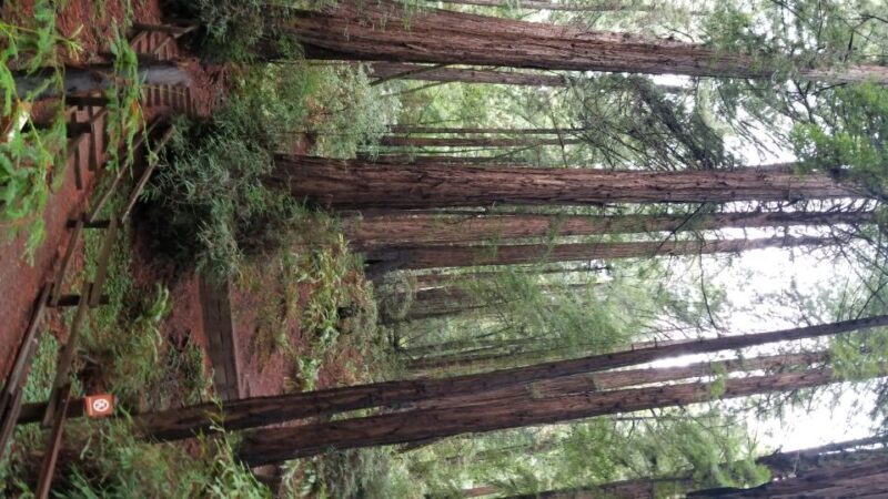 San Fransico: Muir Woods & Marin Headlands Private Tour - FAQs