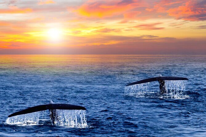 San Jose del Cabo Small-Group Sunrise Whale Watching - Introduction