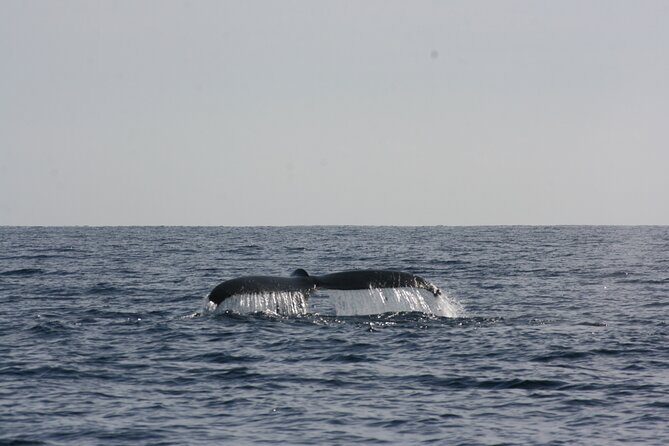 San Jose del Cabo Small-Group Sunrise Whale Watching - The Guide and Captain: Making the Difference
