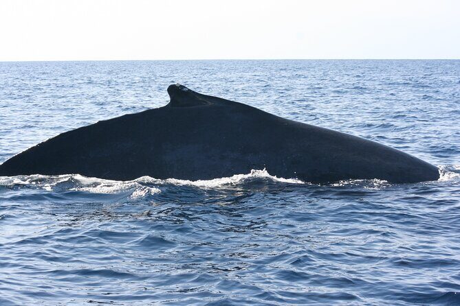 San Jose del Cabo Small-Group Sunrise Whale Watching - Authentic Encounters and Educational Value