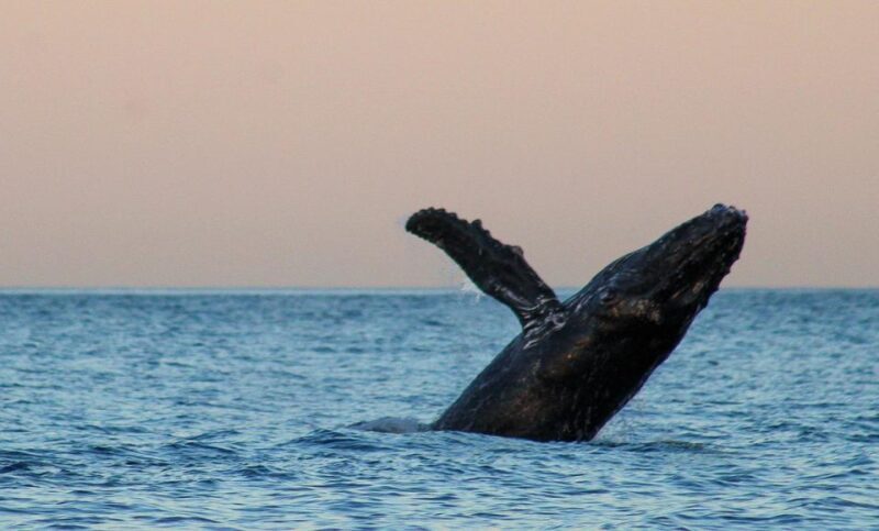 San Jose del Cabo Sunset Whale Watching - FAQ