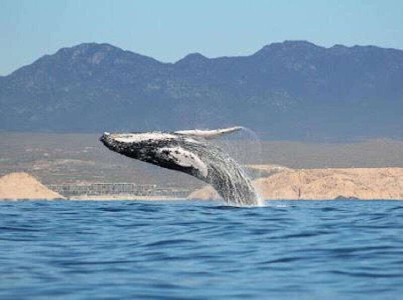 San José del Cabo: Whale Watching Experience - What Makes This Tour Worth Considering?