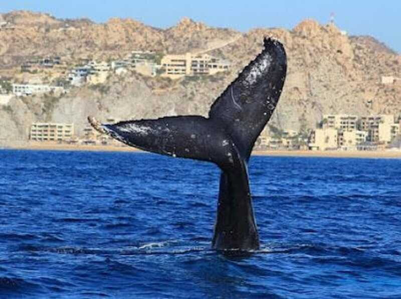 San José del Cabo: Whale Watching Experience - Practical Tips for Your Whale Watching Trip