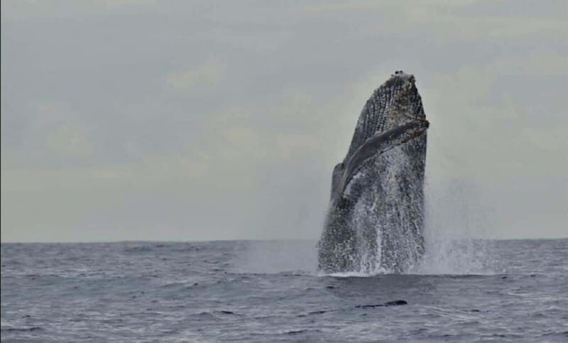 San José del Cabo: Whale Watching Experience - Who Should Take This Tour?
