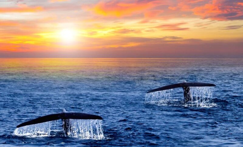 San Jose del Cabo Whale Watching Sunrise Tour - Introduction: A Sunrise Whale Watching Adventure in Cabo