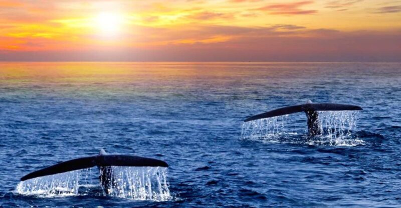San Jose del Cabo Whale Watching Sunrise Tour - The Itinerary: What to Expect