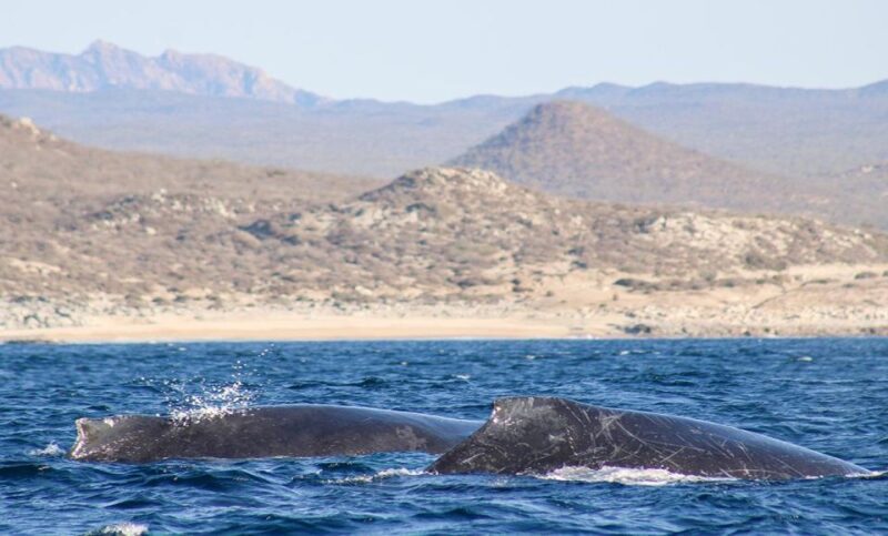 San Jose del Cabo Whale Watching Sunrise Tour - What’s Included and What to Prepare