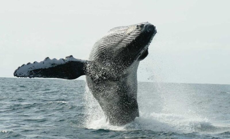 San Jose del Cabo Whale Watching - An In-Depth Look at San Jose del Cabo Whale Watching