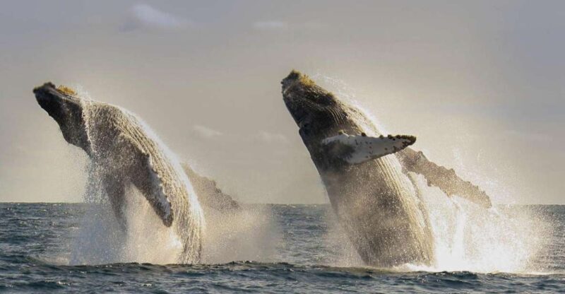 San Jose del Cabo Whale Watching - Final Thoughts
