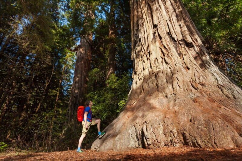 San Jose: Yosemite National Park and Giant Sequoias Trip - The Sum Up