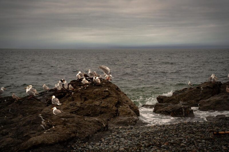 San Juan Island: 3-h Griffin Bay Tour - In-Depth Review of the Griffin Bay Kayak Tour