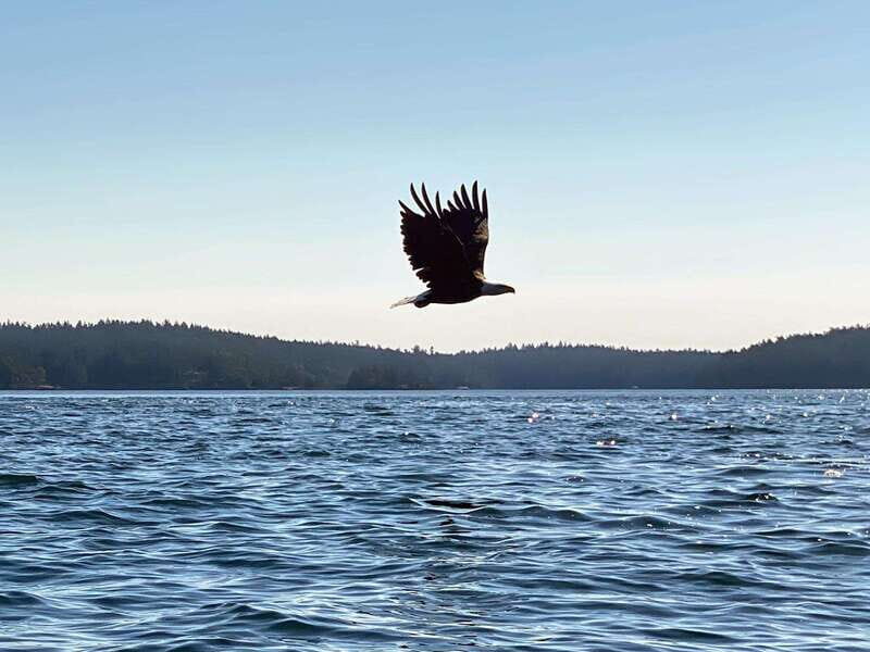 San Juan Island: Full Day Kayaking Tour with Lunch - Key Points