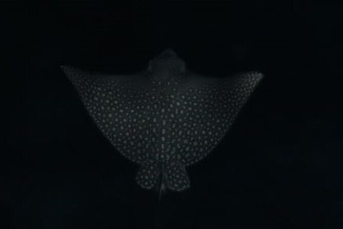 San Juan LED Night Snorkel - Final Thoughts: Who Should Consider This Tour?