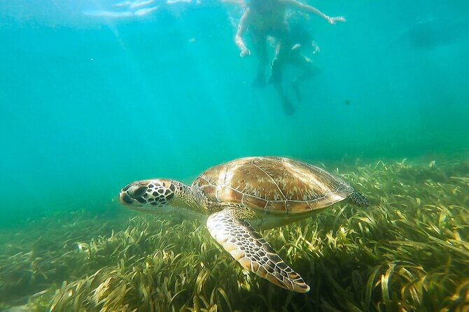 San Juan Snorkel with Turtles and Manatee's; Free Video and Rum! - An In-Depth Look at the Snorkel with Turtles and Manatees Tour