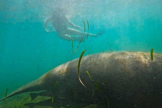 San Juan Snorkel with Turtles and Manatee's; Free Video and Rum! - FAQ: Your Practical Questions Answered