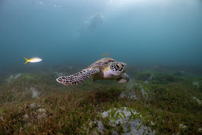 San Juan Snorkeling Tour with Fish and Turtles - A Detailed Look at the San Juan Snorkeling Tour with Fish and Turtles