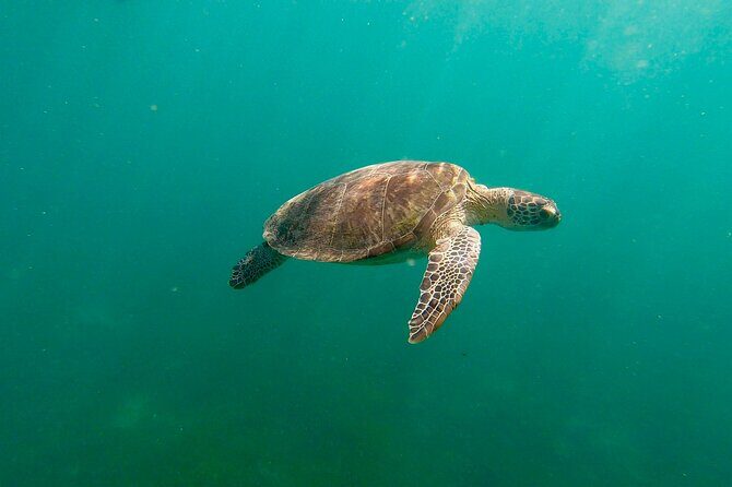 San Juan: Snorkeling with Turtles Adventure and Free Videos - Introduction