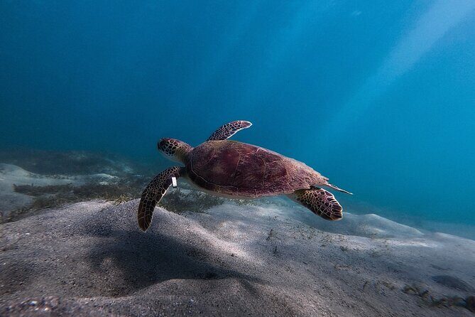 San Juan: Snorkeling with Turtles Adventure and Free Videos - What to Expect from the Snorkeling Adventure