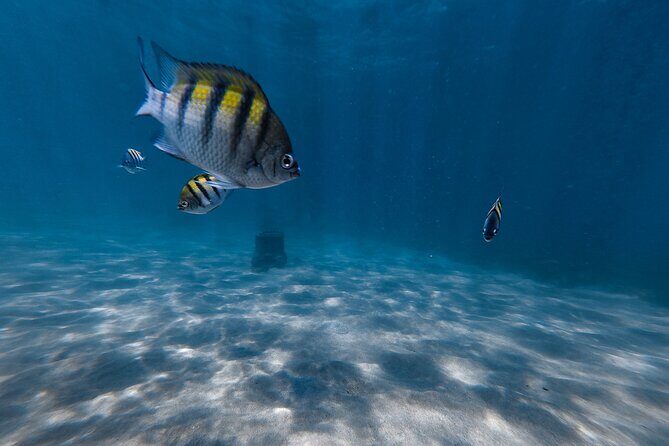San Juan: Snorkeling with Turtles Adventure and Free Videos - The Sum Up