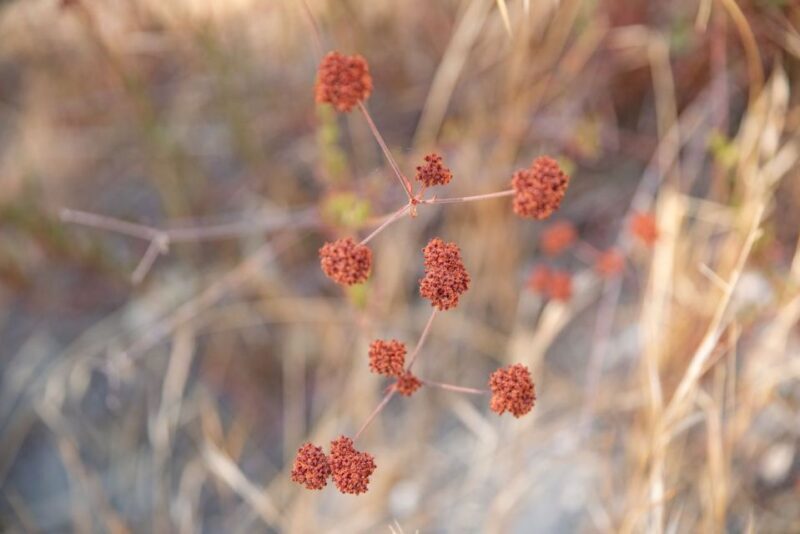 San Luis Obispo: Margarita Ranch Foraging Tour - FAQs