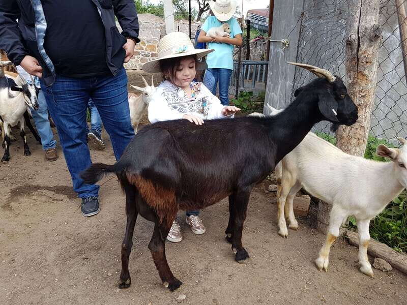 San Miguel de Allende: Full-Day Ranch Adventure - Who Will Love This Tour?