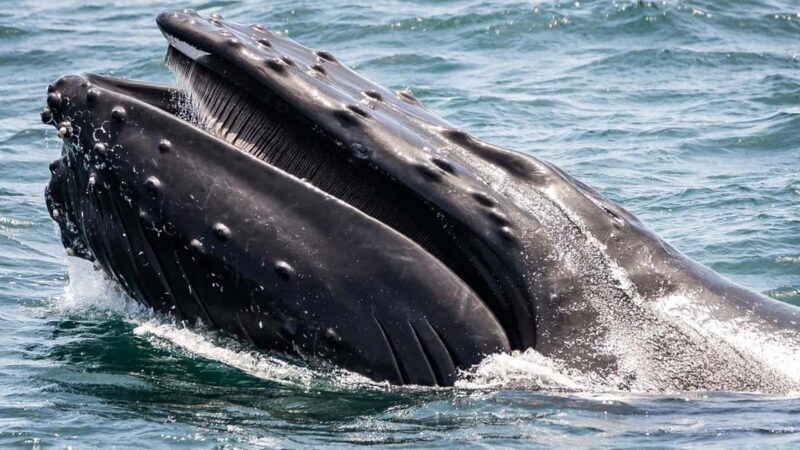 San Pedro: West Harbor LA Dolphin & Whale Watching Cruise - A Detailed Look at the Experience
