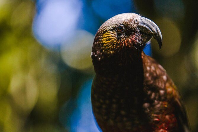 Sanctuary Mountain (Mt Maungatautari) & Hamilton Gardens Day trip from Auckland - Key Points