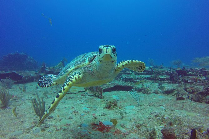 Sand Dollar Half Day Snorkel Trip - Key Points