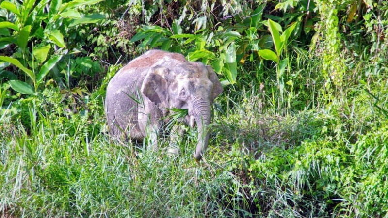 Sandakan: 2 Days 1 Night Bilit, Kinabatangan River Wildlife - An In-Depth Look at the Experience
