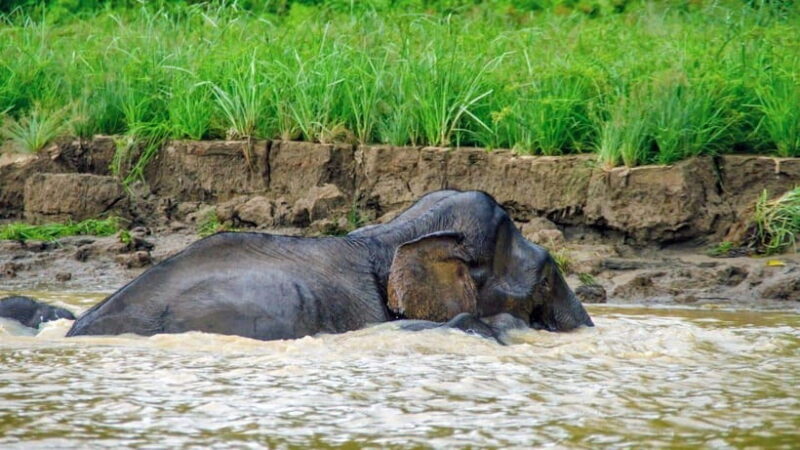 Sandakan: 2 Days 1 Night Bilit, Kinabatangan River Wildlife - Who Is This Tour Best For?