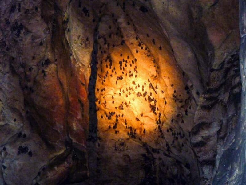 Sandakan: Gomantong Cave Echoes & Kinabatangan River Safari - FAQs