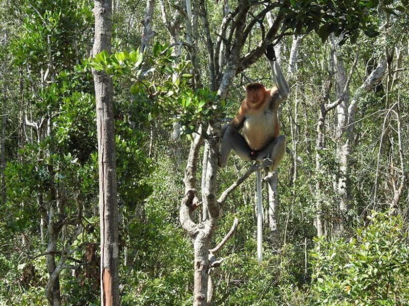 Sandakan: Kinabatangan River Wildlife Cruise with Lunch - Sandakan: Kinabatangan River Wildlife Cruise with Lunch — A Practical Guide