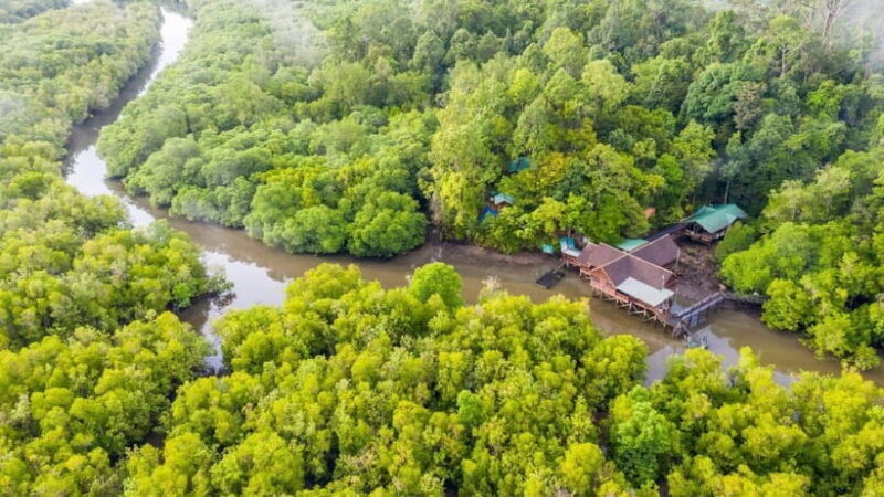 Sandakan: Orangutan, Sun Bear, Fireflies and Mangrove Cruise - A Detailed Look at the Tour Experience