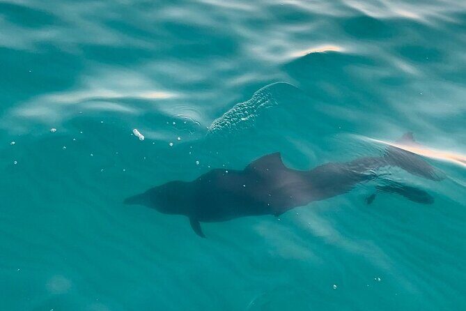 Sandestin Sunset Eco-Dolphin Cruise Aboard Sol y Luna - Who Will Love This Cruise?