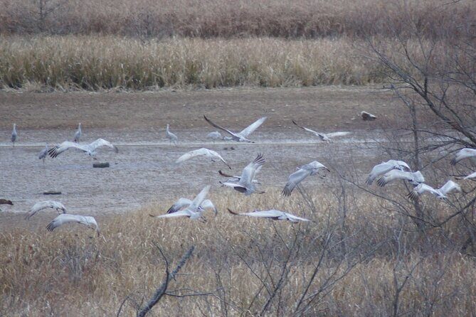 Sandhill Crane Kayak Tour with Chattanooga Guided Adventures - The Experience in Detail