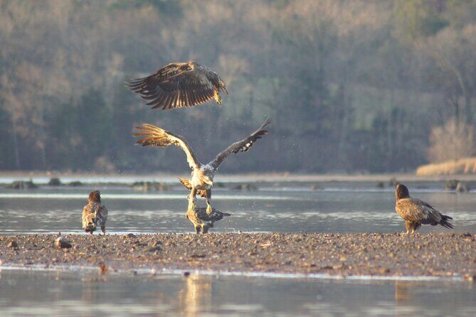 Sandhill Crane Kayak Tour with Chattanooga Guided Adventures - Practical Tips for Future Participants