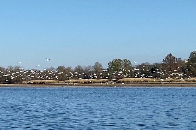 Sandhill Crane Kayak Tour with Chattanooga Guided Adventures - FAQs