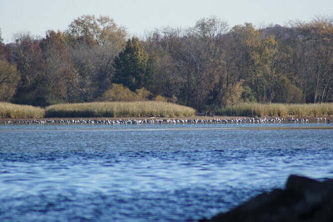 Sandhill Crane Kayak Tour with Chattanooga Guided Adventures - Final Thoughts