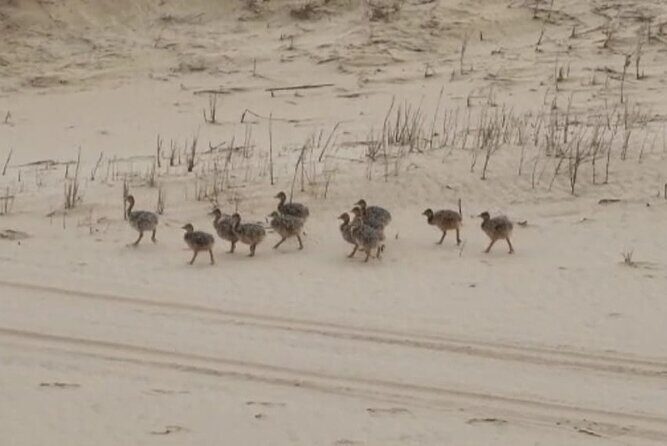Sandwich Harbour 4x4 Private Guided Tour - Your very own private tour! - The Practicalities: What You Need to Know